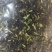 香水柠檬茶，全网低价，现货秒发，支持视频看货，一件代发！