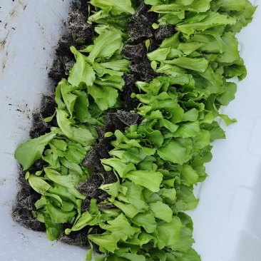 生菜苗
