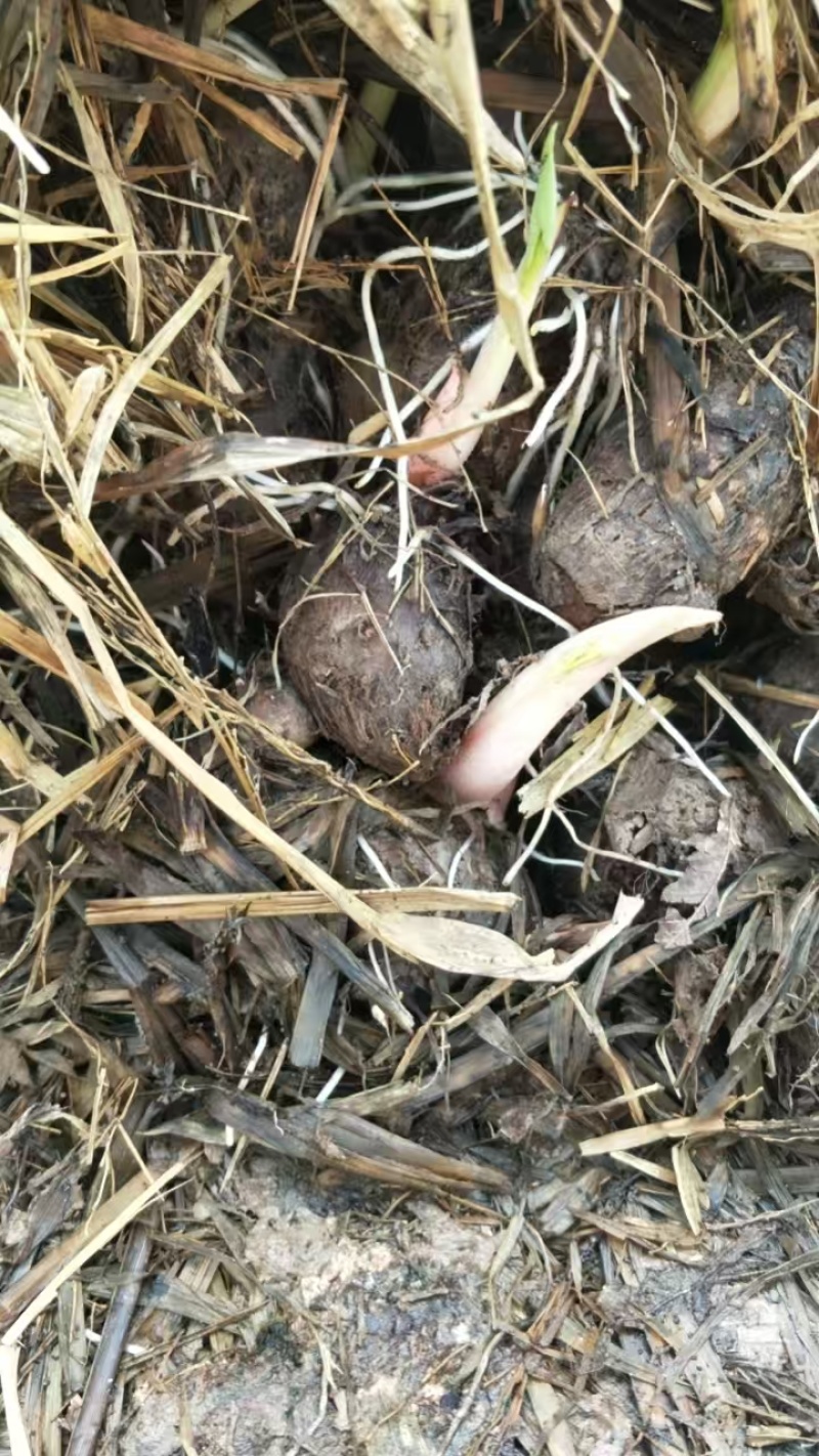 江西红牙芋