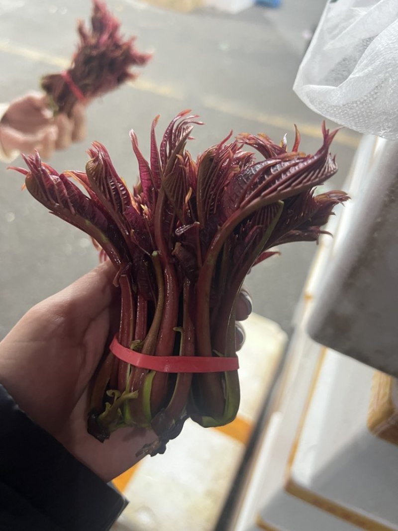 香椿