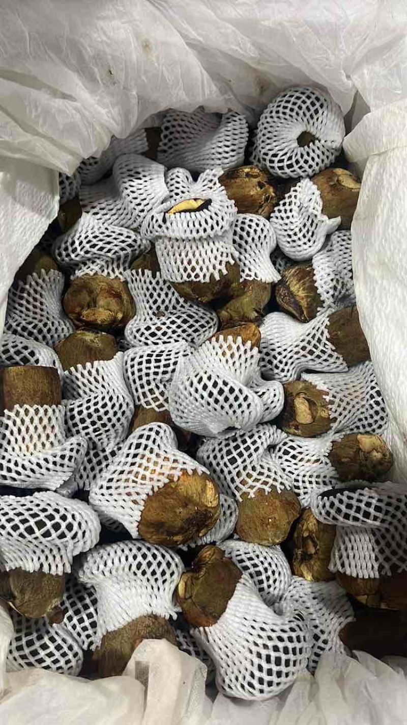 黑牛肝