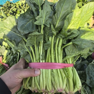 批发菠菜大叶菠菜大量上市全国发货价格可谈电话联系