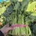 批发菠菜大叶菠菜大量上市全国发货价格可谈电话联系