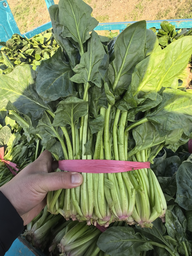 批发菠菜大叶菠菜大量上市全国发货价格可谈电话联系