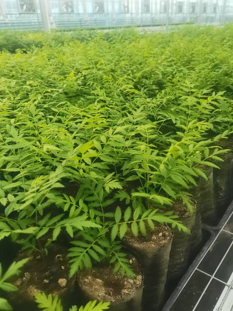 文冠果营养杯苗