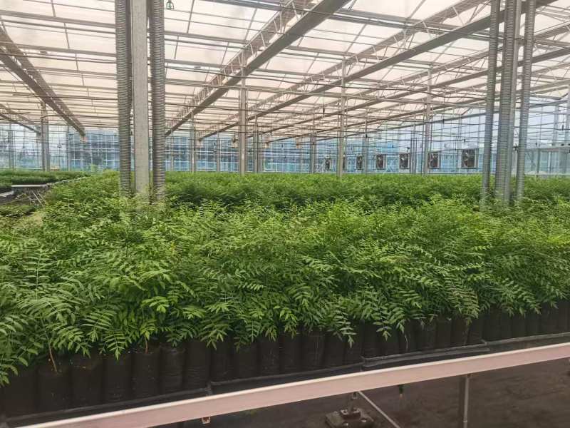 文冠果营养杯苗