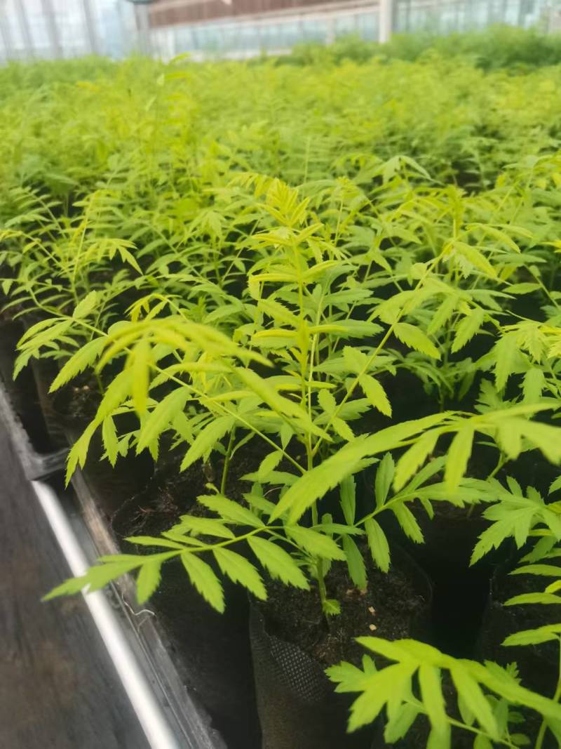 文冠果营养杯苗