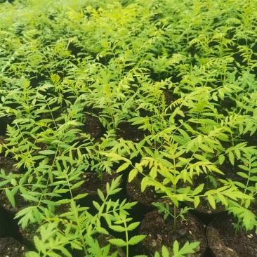 文冠果营养杯苗