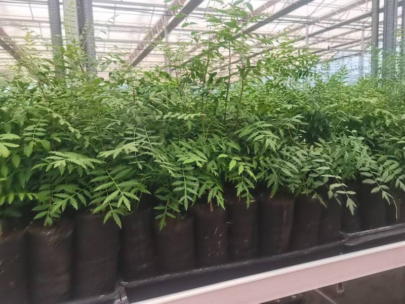 文冠果营养杯苗