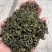 手工安吉白