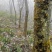 云南大关黄柏皮，鲜货