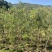 串钱柳(红千层)1-2米高，低价出售