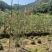 串钱柳(红千层)1-2米高，低价出售