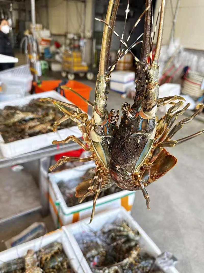 基地养殖精品，小青龙，大青龙，保质保量，全国发货