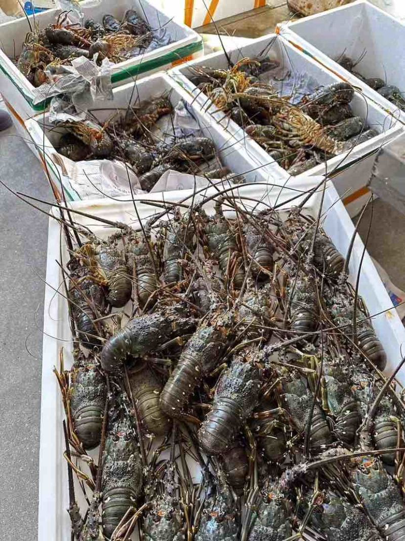 基地养殖精品，小青龙，大青龙，保质保量，全国发货