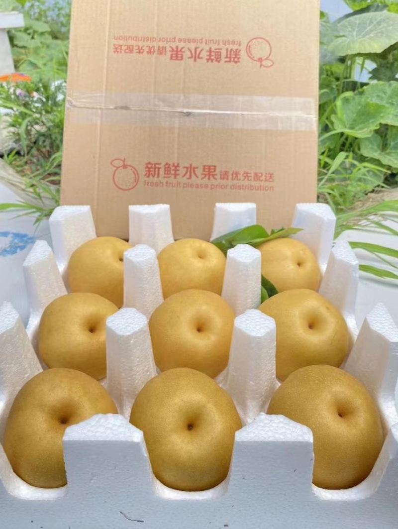 精品水丰梨，规格品种齐全，大量现货，保质保量