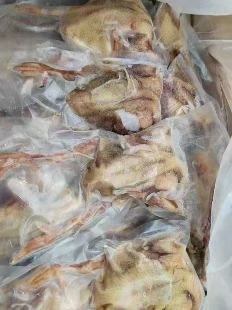 出售花皮鸽子67两12.2