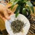 头春头采香茗