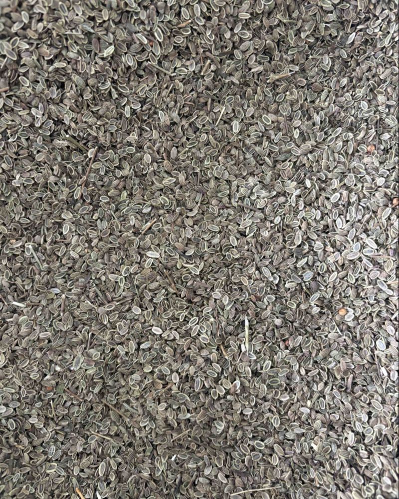 大叶前胡籽
