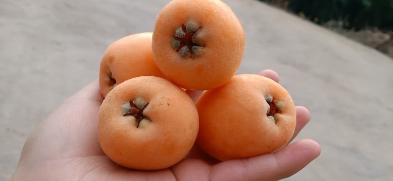 米易枇杷
