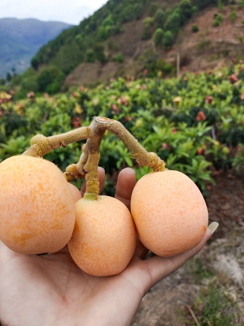 米易枇杷