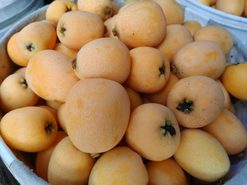 米易枇杷