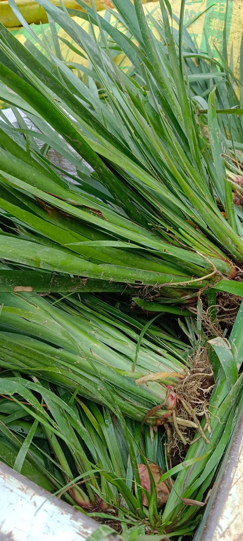 石菖蒲大苗