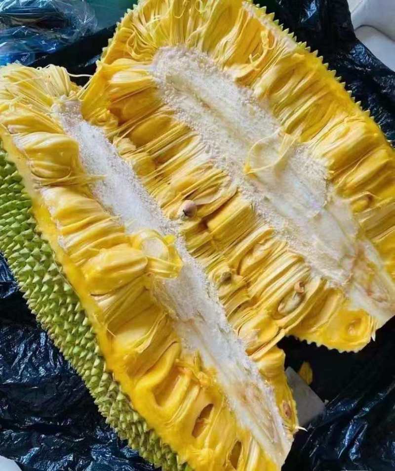 海南黄肉菠萝蜜品种：马来一号各种等级的果都有