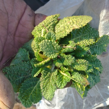 荔枝草
