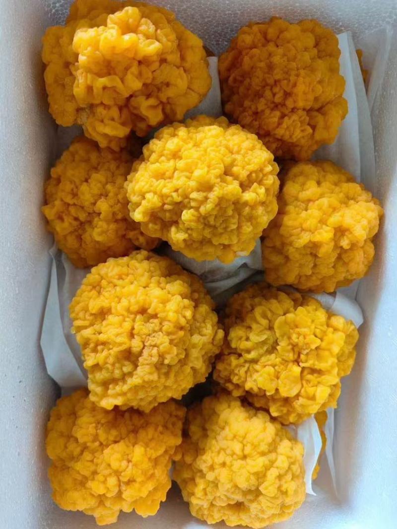 金耳菌