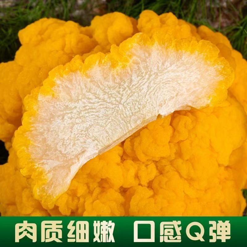 金耳菌