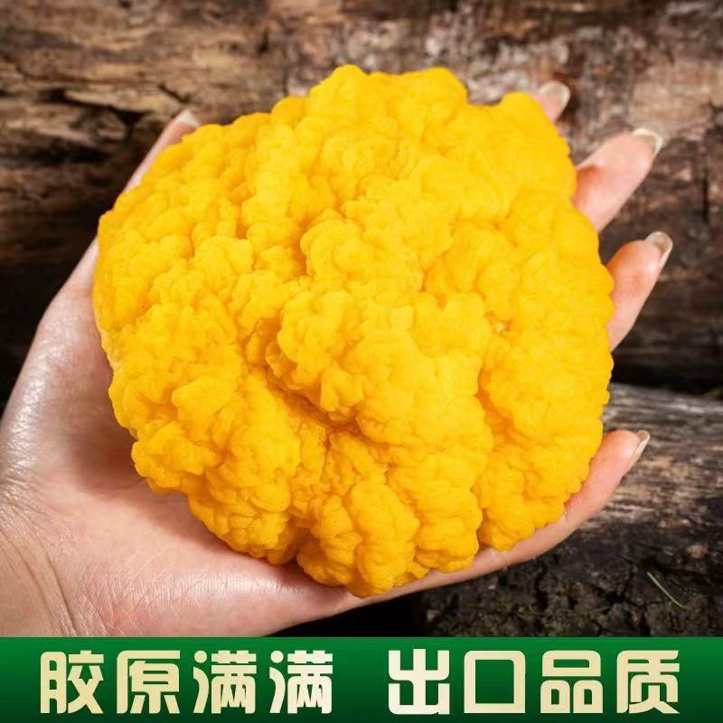 金耳菌
