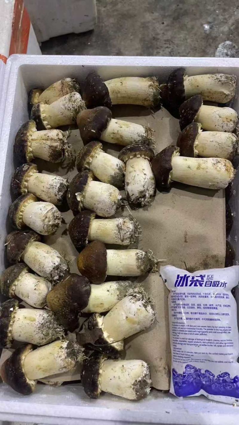 姬松茸