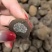 黑松露
