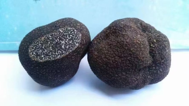 黑松露