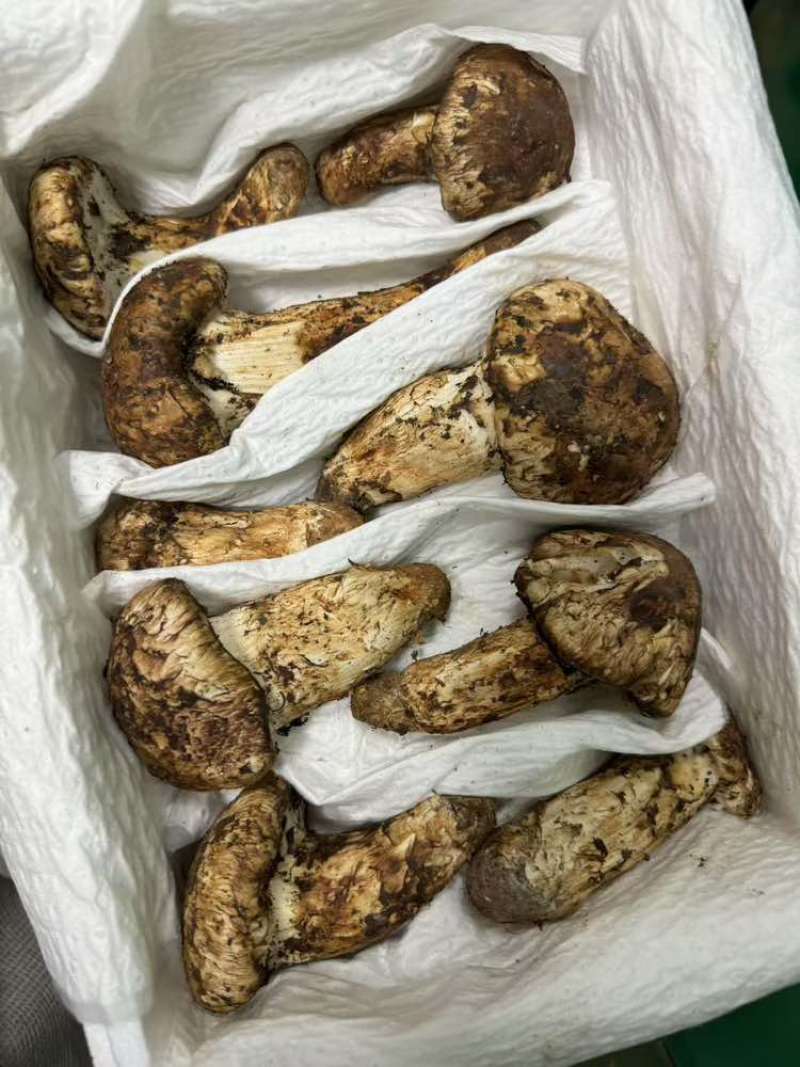 松茸