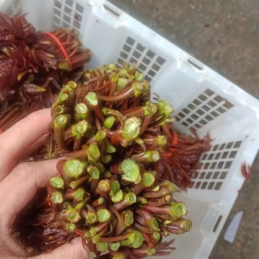 红油香椿芽