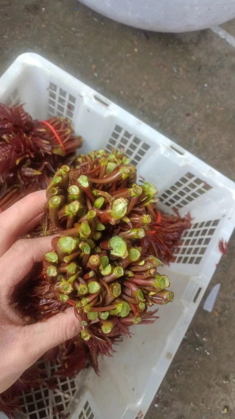 红油香椿芽