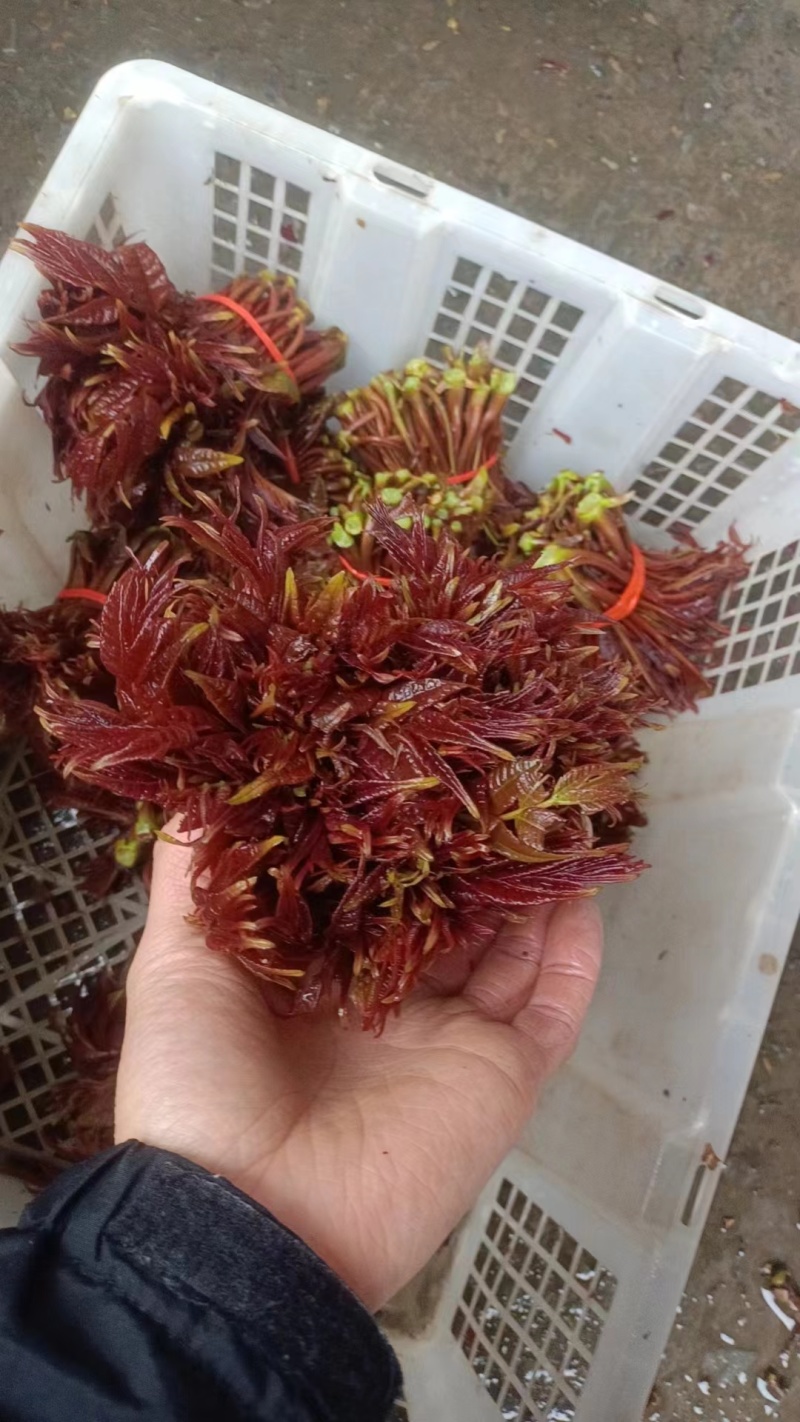 红油香椿芽