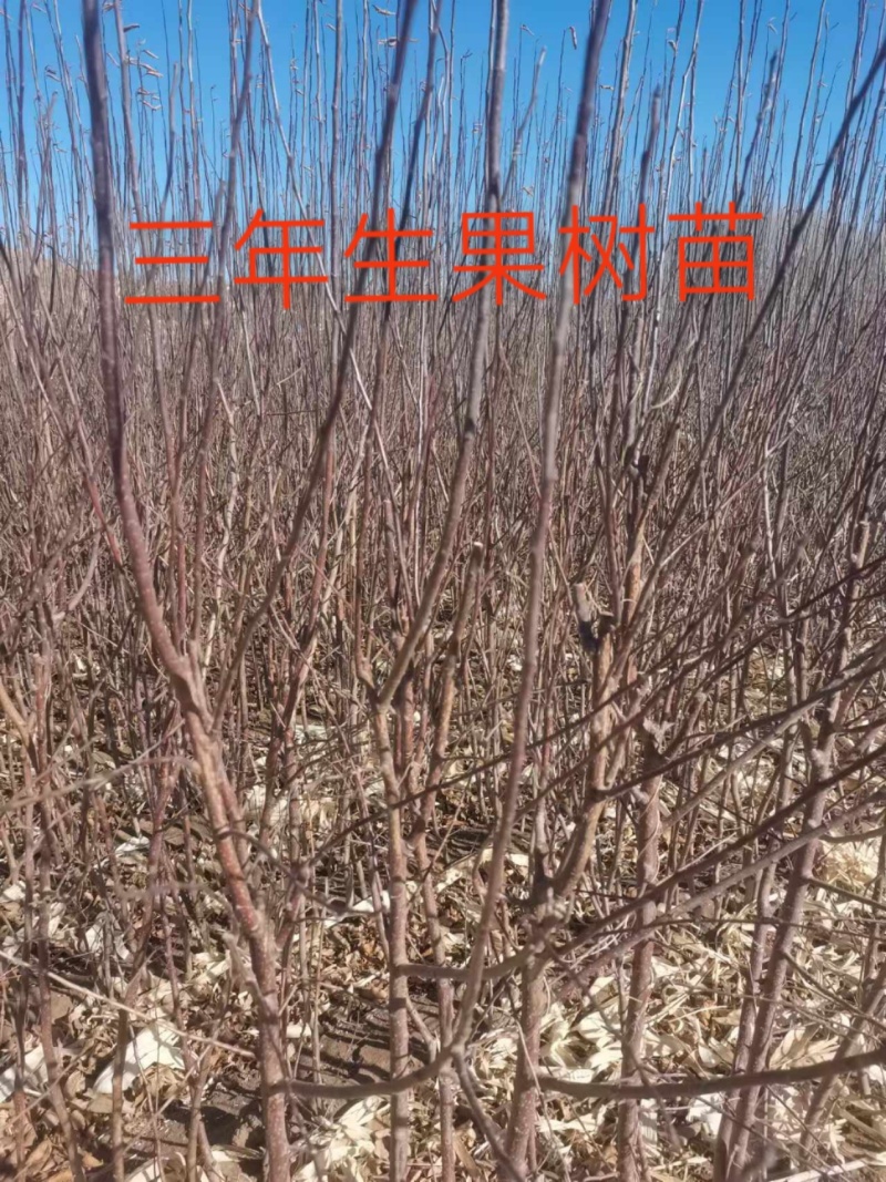 三年生鸡心果树苗