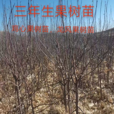 三年生鸡心果树苗