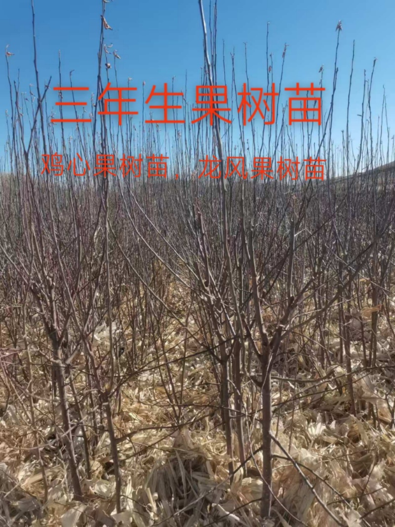 三年生鸡心果树苗