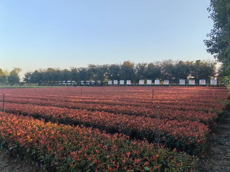 红叶石楠大杯苗