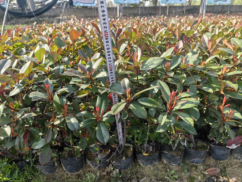 红叶石楠大杯苗
