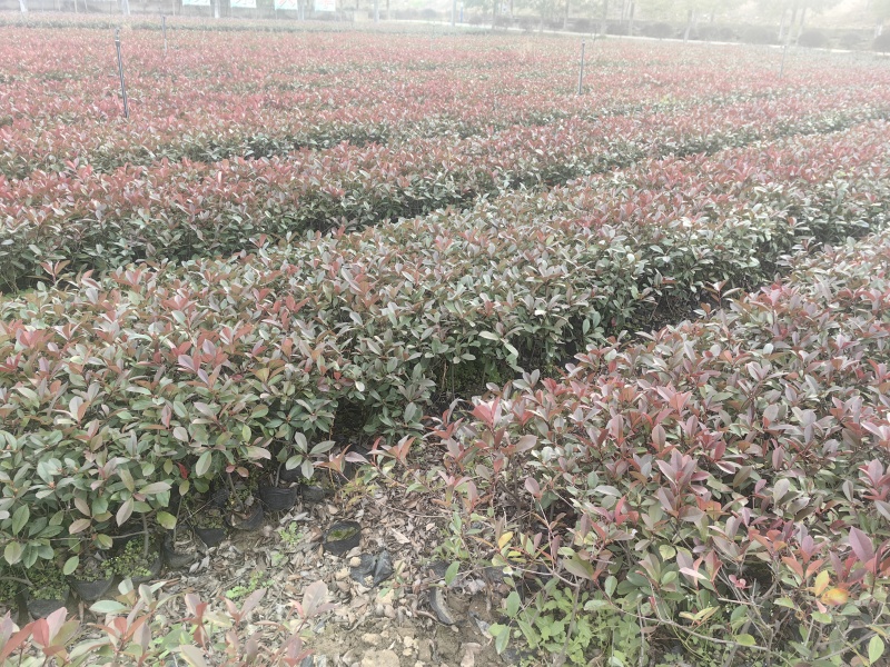 红叶石楠大杯苗