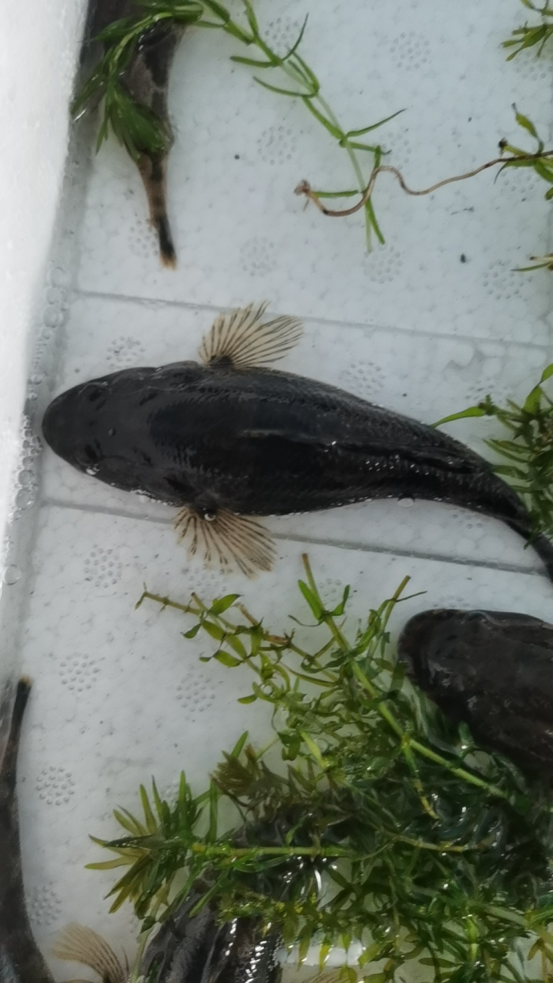 虎头鲨鱼苗，沙塘鳢鱼苗