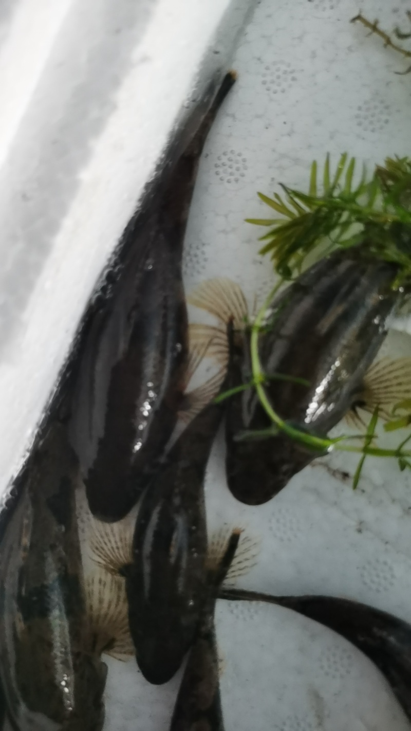 虎头鲨鱼苗，沙塘鳢鱼苗