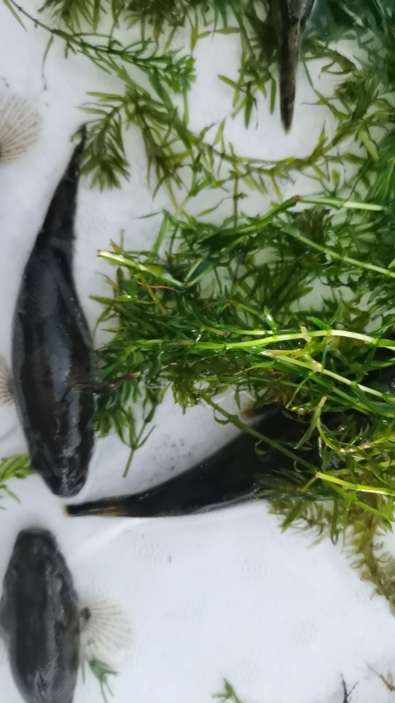 虎头鲨鱼苗，沙塘鳢鱼苗