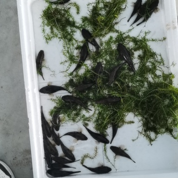虎头鲨鱼苗，沙塘鳢鱼苗