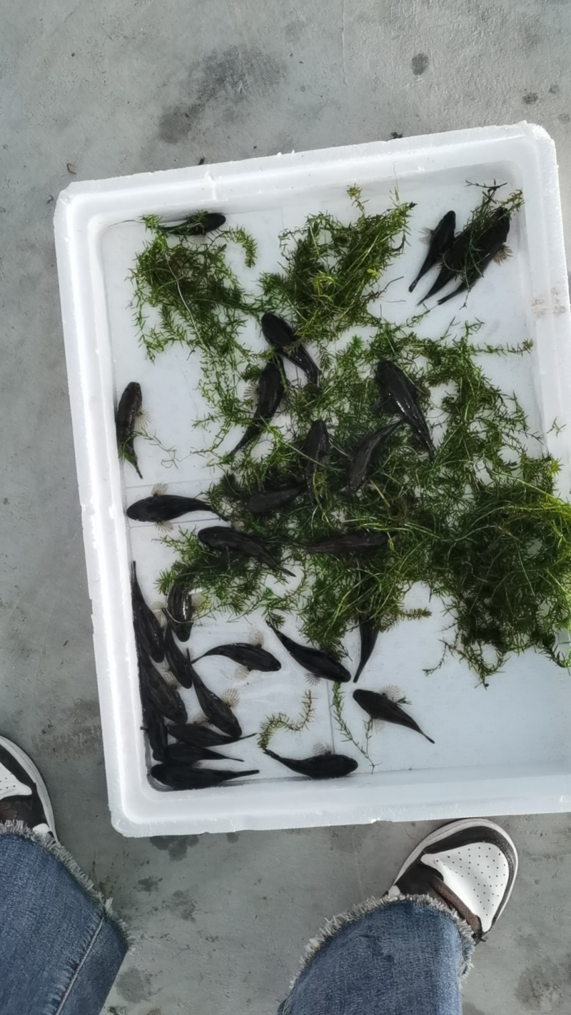 虎头鲨鱼苗，沙塘鳢鱼苗